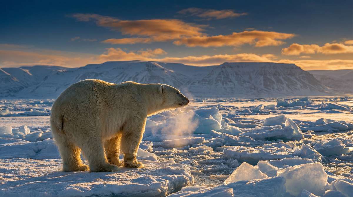 呦呦视频今日推荐北极熊视频