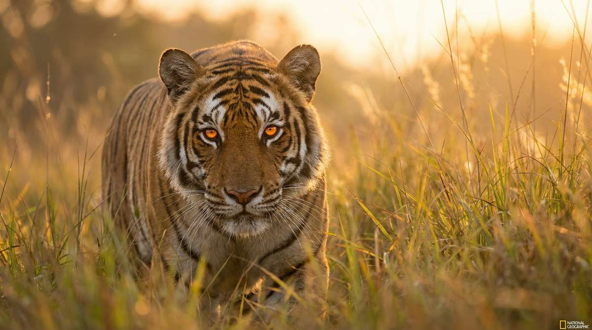 呦呦视频今日推荐老虎视频